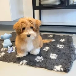 Active Canis Vetbed