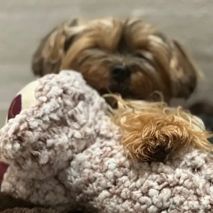 AFP Calming Toy | Lavendelduft