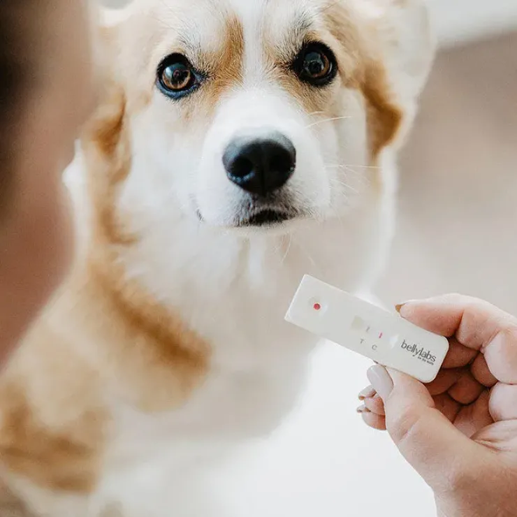 Bellylabs Graviditetstest / Dog Pregnancy test
