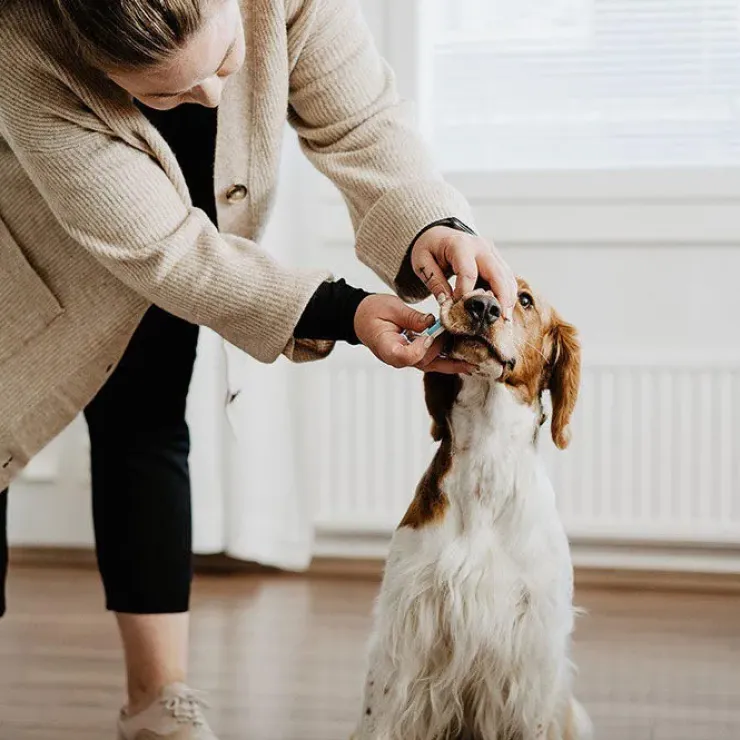 Bellylabs Graviditetstest / Dog Pregnancy test