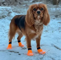 Companion hundesokker | Orange