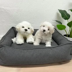 Coton de Tulear /Bichon Frise bamse/Ollie