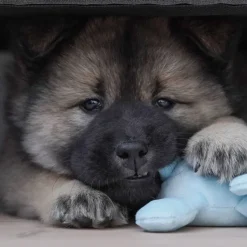 Cuddly Dog Mini Dogs med piv