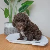 Digitalvægt til hvalpe | op til 15 kg.