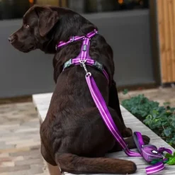 DOG Copenhagen Comfort Walk Air™ selen | Step in