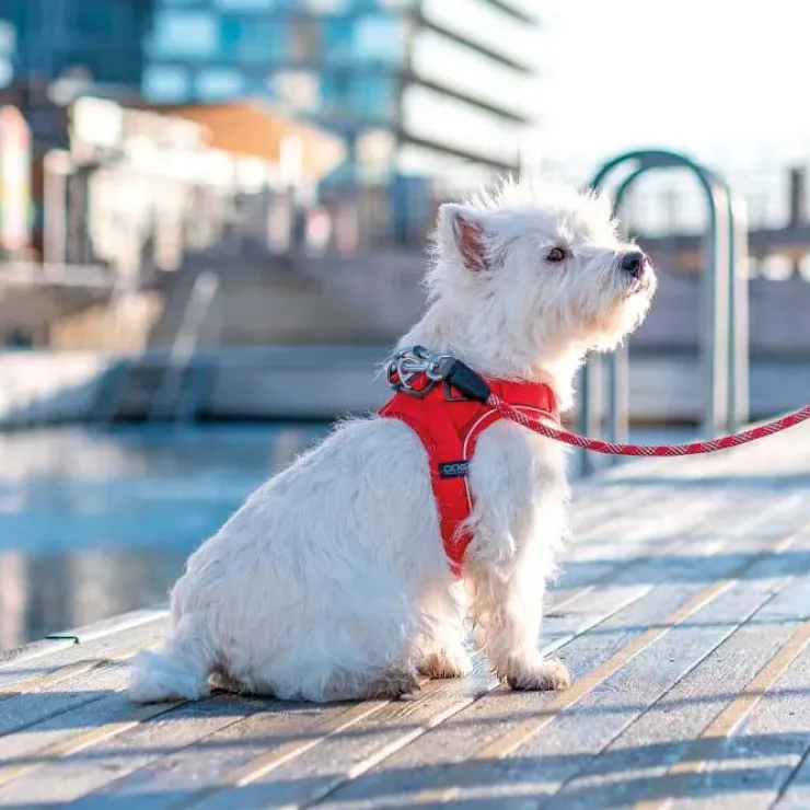 DOG Copenhagen | Comfort Walk Go Sele