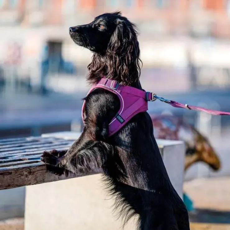 DOG Copenhagen | Comfort Walk Go Sele