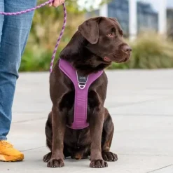 DOG Copenhagen Comfort Walk Pro hundesele