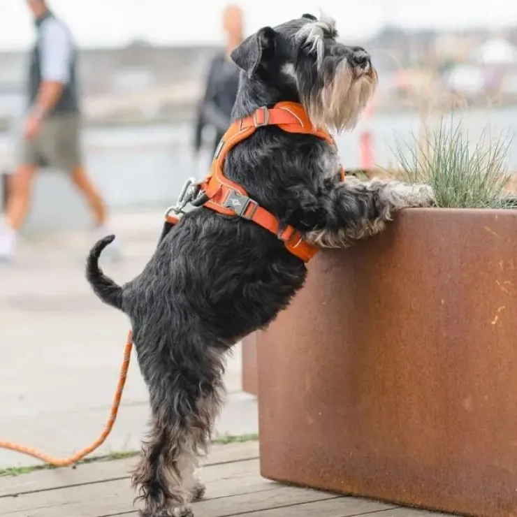DOG Copenhagen Comfort Walk Pro hundesele