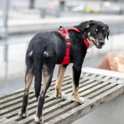 DOG Copenhagen Comfort Walk Pro hundesele