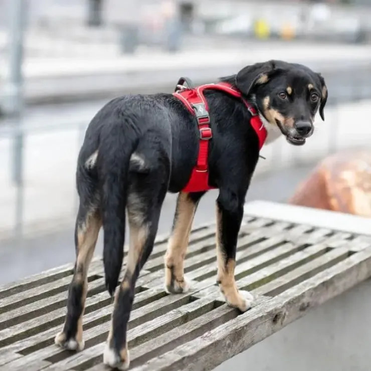 DOG Copenhagen Comfort Walk Pro hundesele