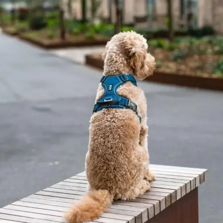 DOG Copenhagen Comfort Walk Pro hundesele