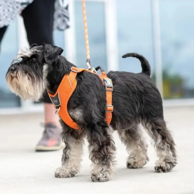 DOG Copenhagen Comfort Walk Pro hundesele