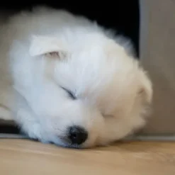Doglemi Hundetrappe m. hule og små rum