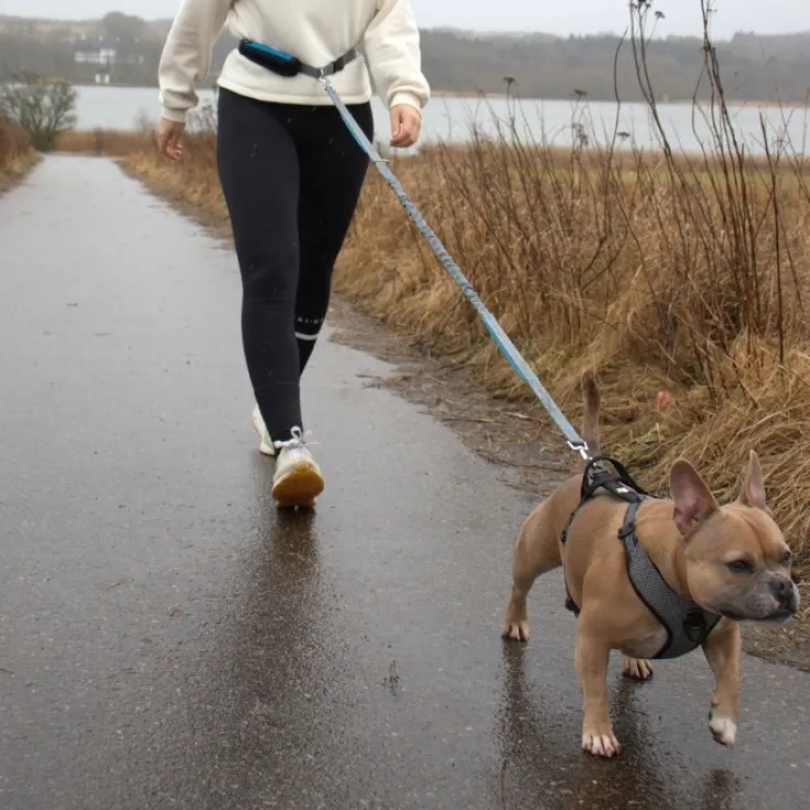 DogLemi Løbeline med bælte