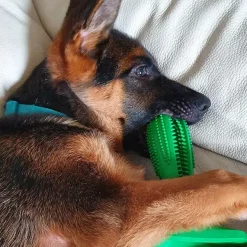 Dog Toothbrush stick | Hundetandbørste | OUTLET