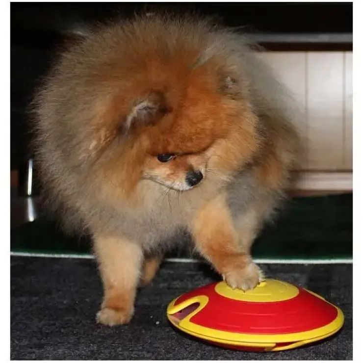 Dog Treat Maze | Aktivitets legetøj