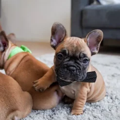 Elegant butterfly til hunde | Med sølvtråd