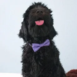 Elegant butterfly til hunde | Med sølvtråd