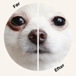 Eye Envy Powder