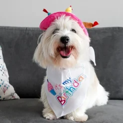 Fødselsdagshat til hunde | med lys