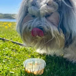 Fidovet Gelato | Hundeis