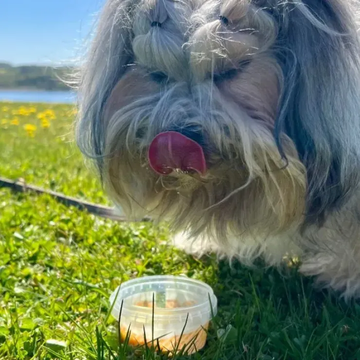 Fidovet Gelato | Hundeis