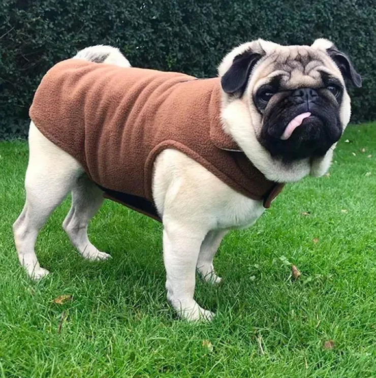 Fleecedækken til hunde