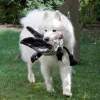 Gåsen Nils