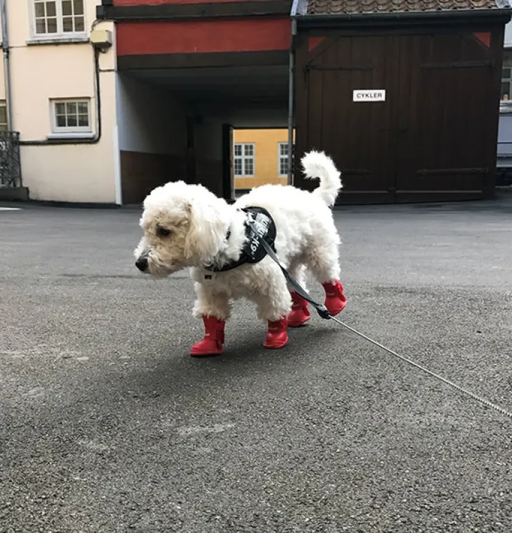 Hundegummistøvler | 4 stk.