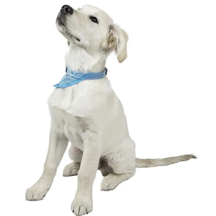 Hundehalsbånd med tørklæde | OUTLET