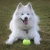 KONG AirDog Squeaker Tennisbold L