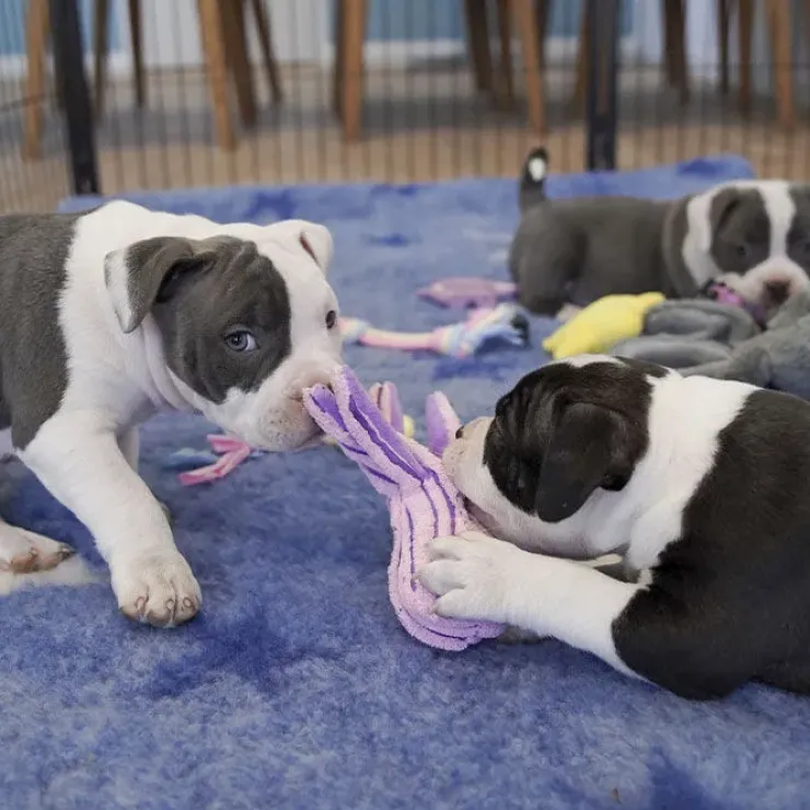 KONG Cuteseas Octopus