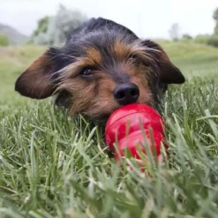 Kong Easy Treat