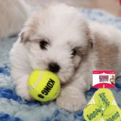 KONG mini tennisbold med piv | Net m. 3 stk