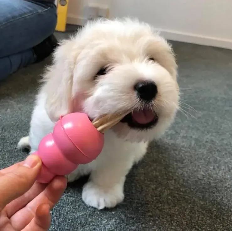 KONG Puppy Small| hvalpelegetøj