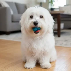 KONG Squeezz Action Bold