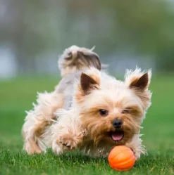 Liker Orange Ball