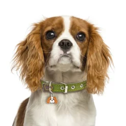 My Family | Hundetegn Cavalier King Charles Spaniel
