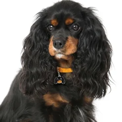 My Family | Hundetegn Cavalier King Charles Spaniel