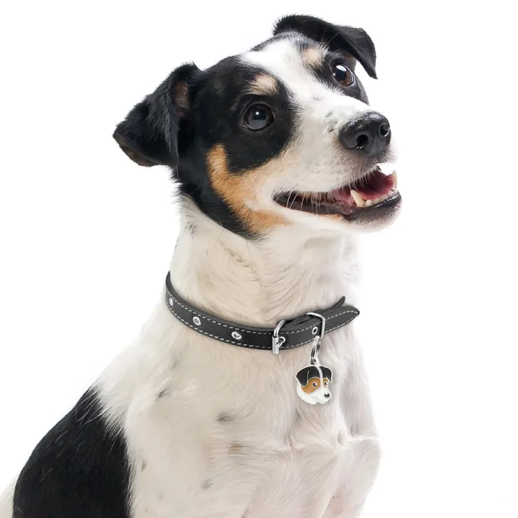 My Family | Hundetegn Jack Russell