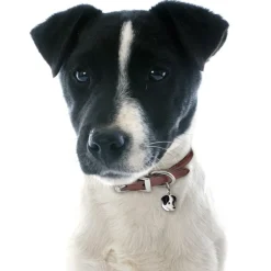 My Family | Hundetegn Jack Russell