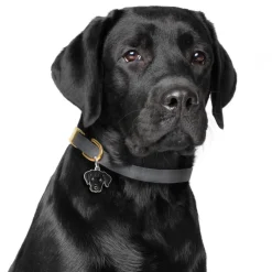 My Family | Hundetegn Labrador