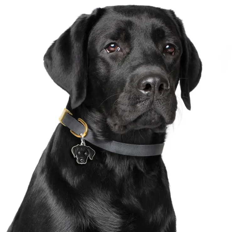 My Family | Hundetegn Labrador