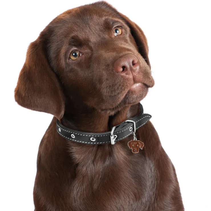 My Family | Hundetegn Labrador
