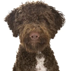 My Family | Hundetegn Lagotto