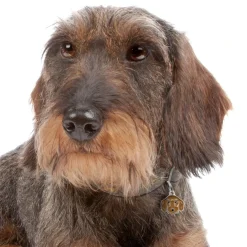 My Family | Hundetegn Ruhåret gravhund