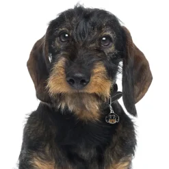 My Family | Hundetegn Ruhåret gravhund