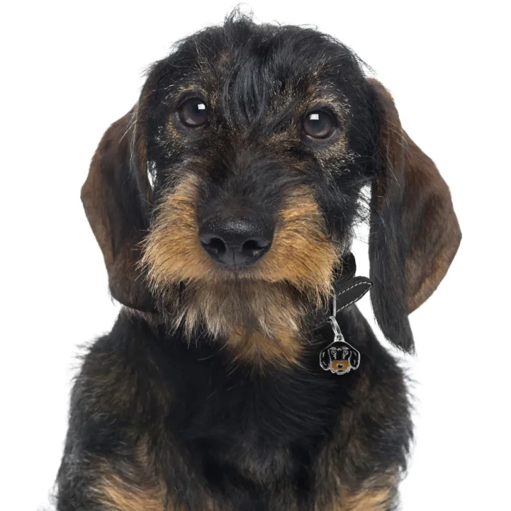 My Family | Hundetegn Ruhåret gravhund
