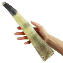 NATURBEN Cattle Horn